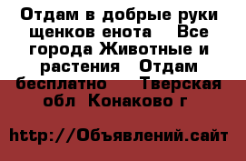 Отдам в добрые руки щенков енота. - Все города Животные и растения » Отдам бесплатно   . Тверская обл.,Конаково г.